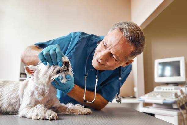 Best 24-Hour Emergency Dentist in Agua Dulce, CA